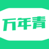 萬年青